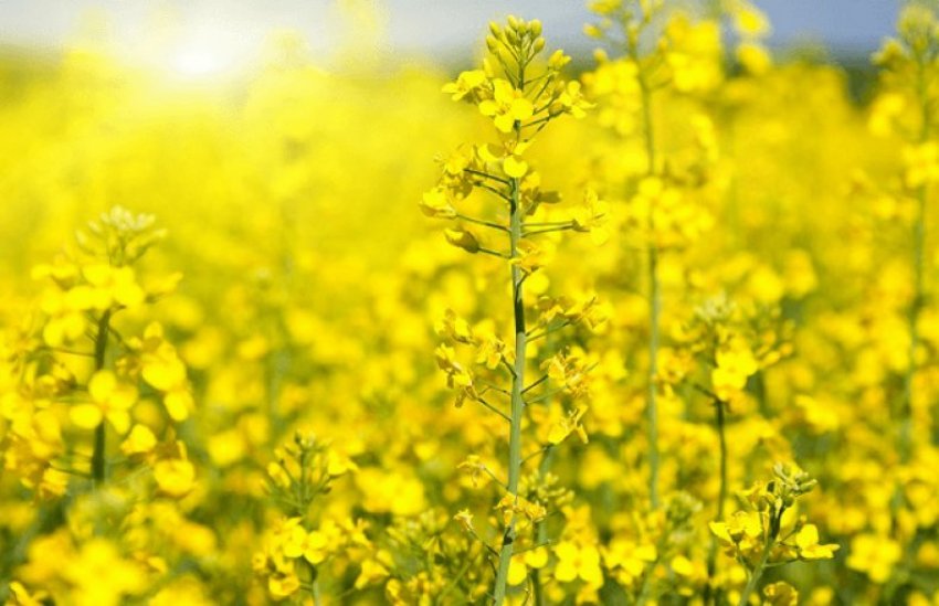 Ранній контроль бур'янів дозволяє збільшити урожай каноли Ранній контроль бур'янів дозволяє збільшити урожай каноли