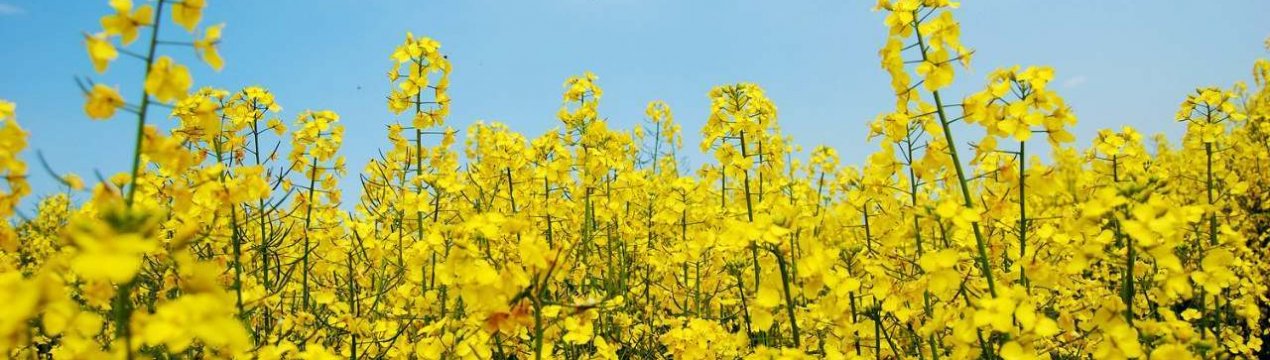 Ранній контроль бур'янів дозволяє збільшити врожай канолі