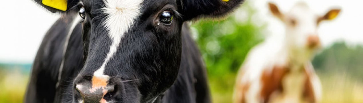 Як майстер сиру поміняв на своїй фермі корів на кіз