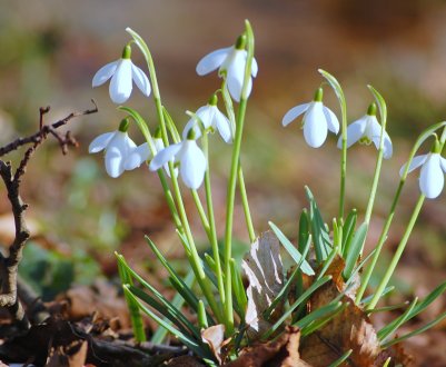 Набридли тюльпани, примули та гіацинти? Посадіть першоцвіти!
