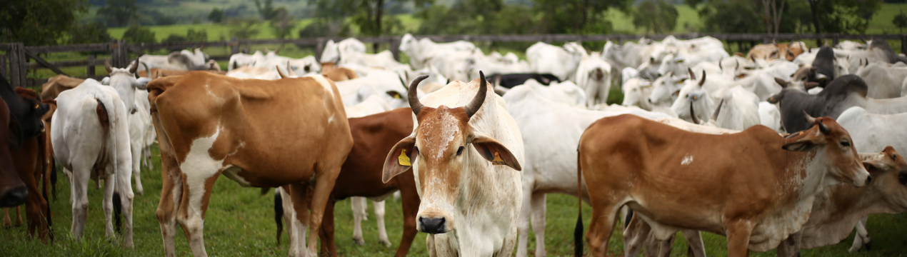 Онтаріо продовжує терміни RMP для сільськогосподарських культур та домашньої худоби