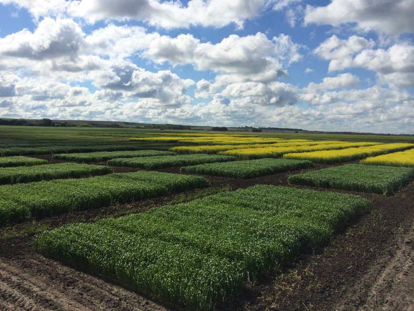 Міністерство сільського господарства Канади випускає план на 2020/21 роки Міністерство сільського господарства Канади випускає план на 2020/21 роки