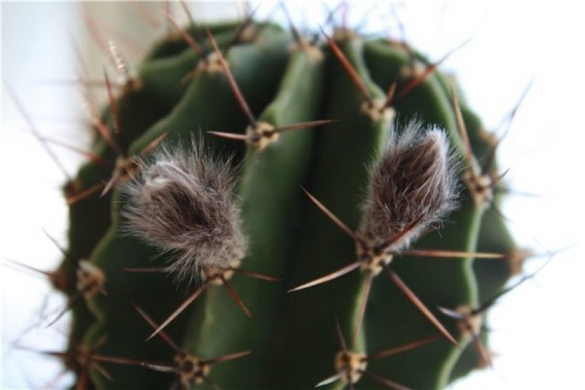 Квіткові бруньки на опунції