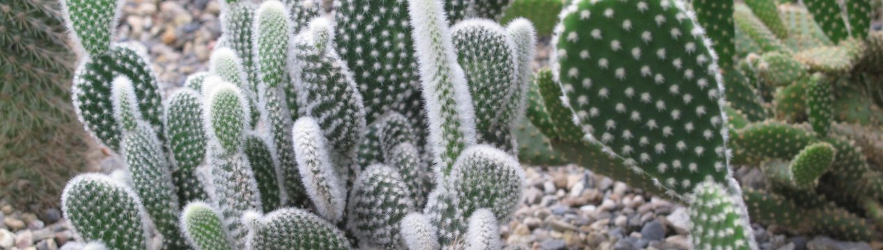  Опис видів опунції та догляд за ними