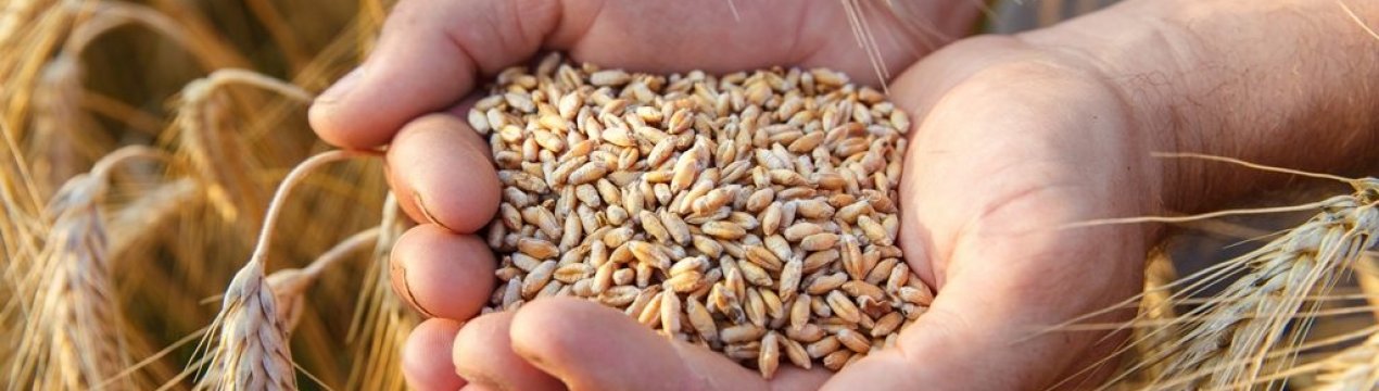 Неправління організації Індії купуватимуть зерно для допомоги потребуючим