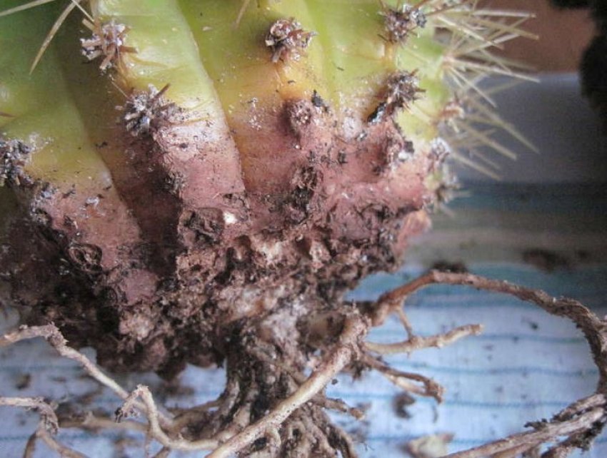Коренева гниль у кактуса