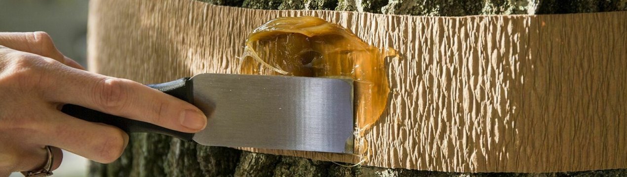 Пастка для комашків для фруктових дерев від шкідників-комах