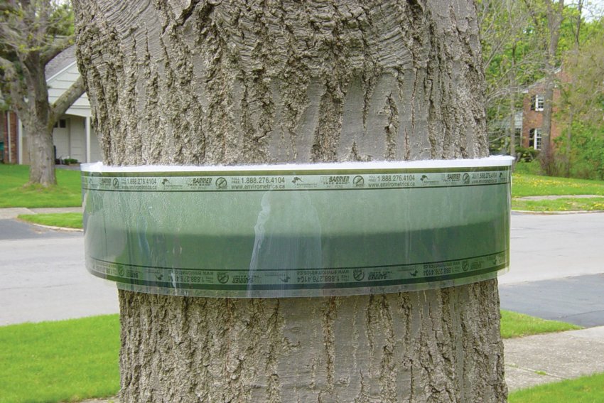 Пасовий пояс для плодових дерев від комах-шкідників