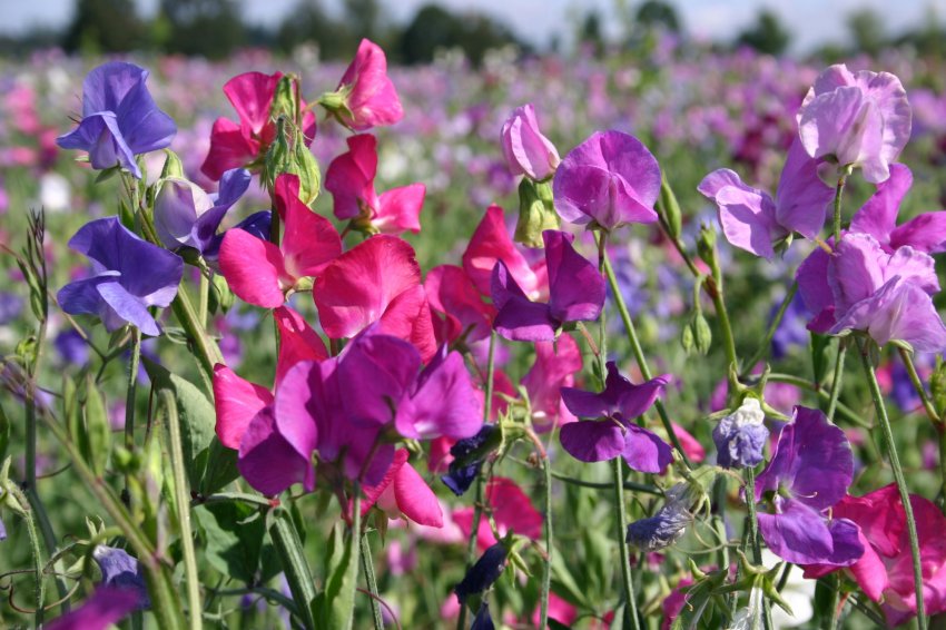 Горошок ароматний