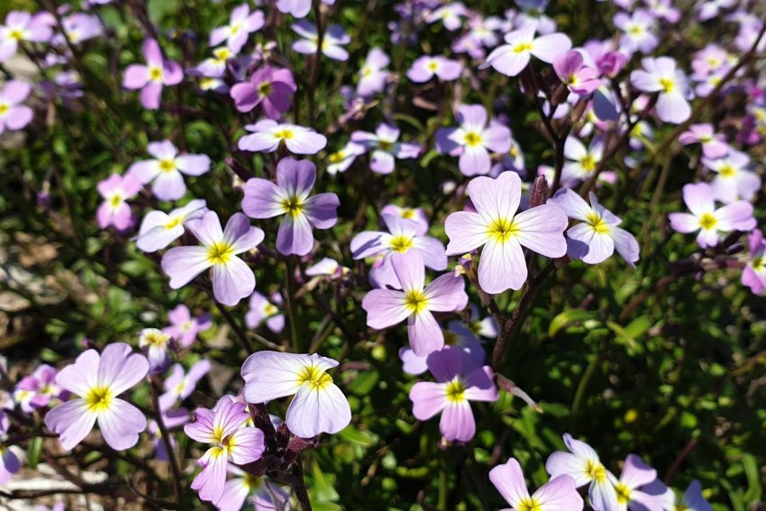 Малькольмія