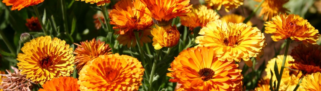 9 невибагливих однорічників, яких можна виростити без розсади