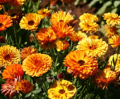 9 невибагливих однорічників, яких можна виростити без розсади