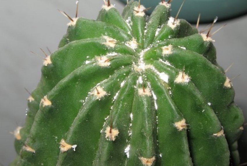 Борошнистий червець