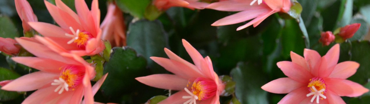 Ріпсалідопсис: як доглядати і розмножити в домашніх умовах