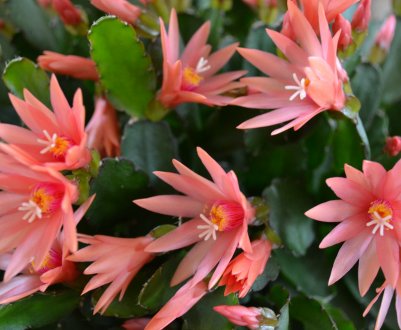 Ріпсалідопсис: як доглядати і розмножити в домашніх умовах