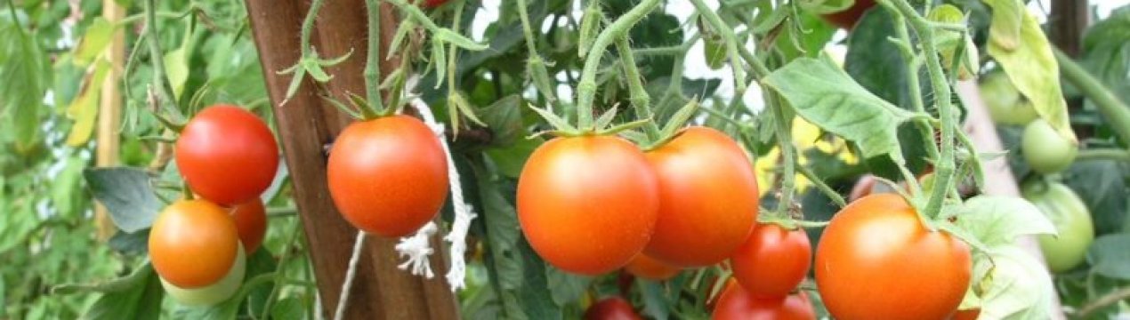 Помідори «Сибірський скоростиглий»: опис, агротехніка вирощування