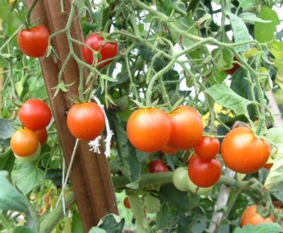 Помідори «Сибірський скоростиглий»: опис, агротехніка вирощування