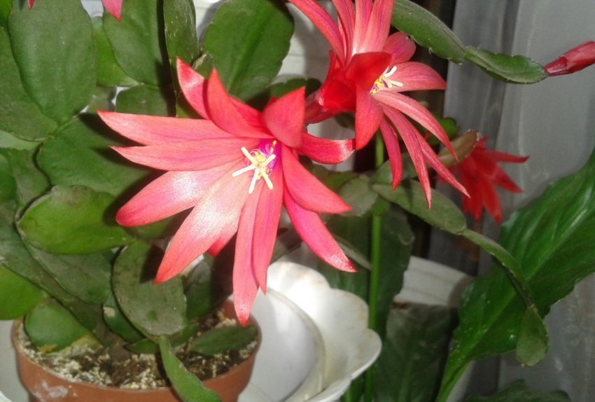 Гартнера Гартнера