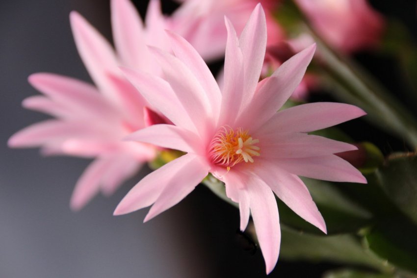 Рожевий Рожевий