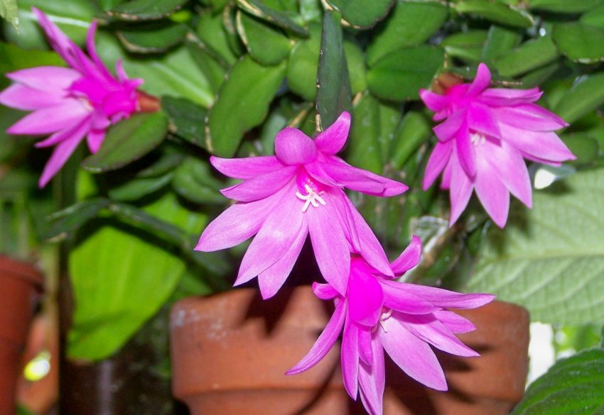 Андромеда Андромеда