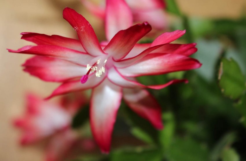 Мрія короля Мрія короля