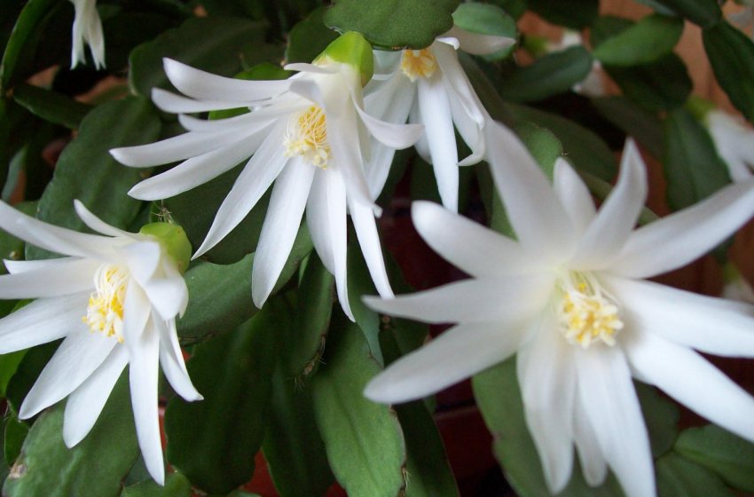 Біла магія Біла магія