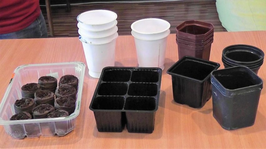 Ємність для вирощування розсади помідор