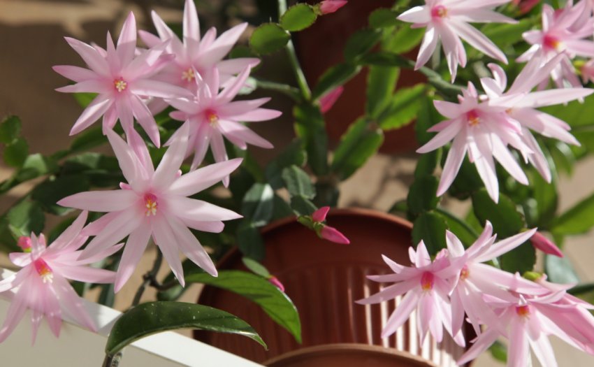 Ріпсалідопсис Ріпсалідопсис