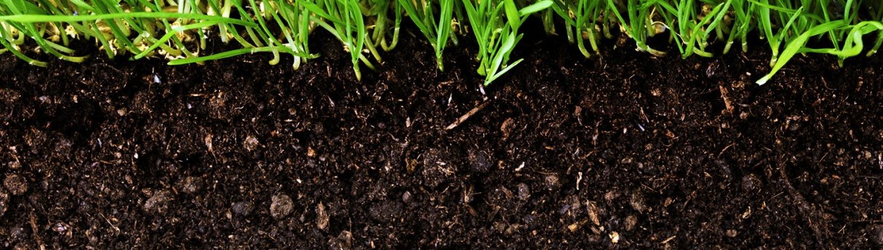 Все, що потрібно знати про склад і якість ґрунту на вашому ділянці