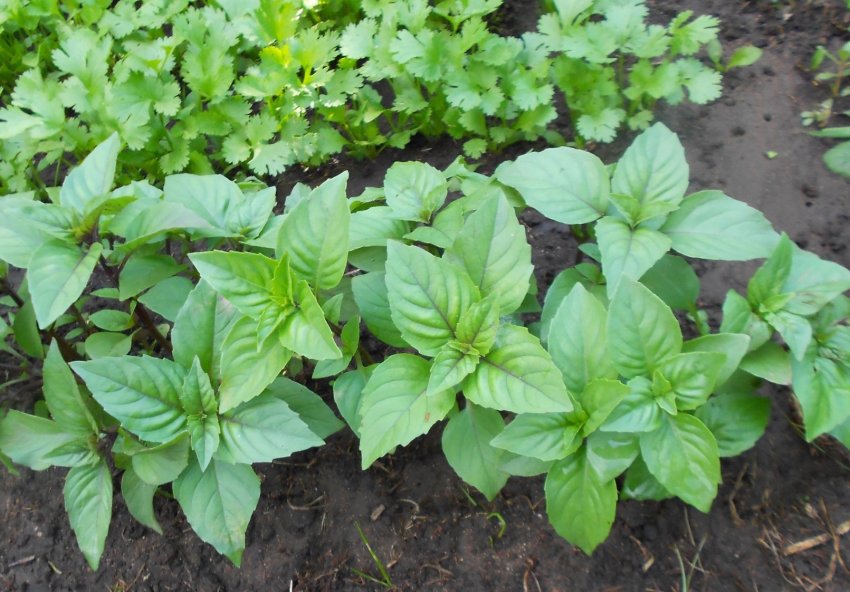 Базилік карамельний Базилік карамельний