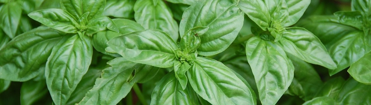 Вибираємо сорти базиліку: з ароматом лимона, карамелі та інші