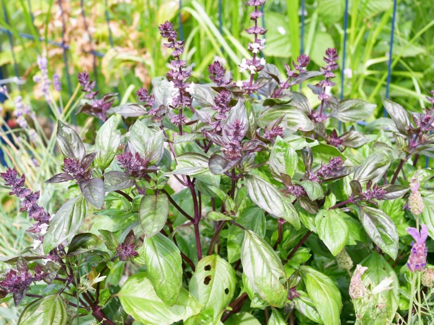 Ванільний базилік Ванільний базилік