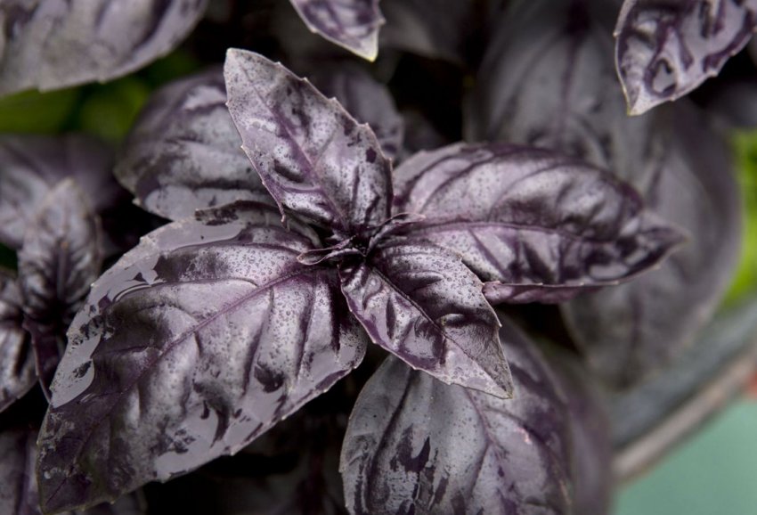 Перчений базилік Перчений базилік