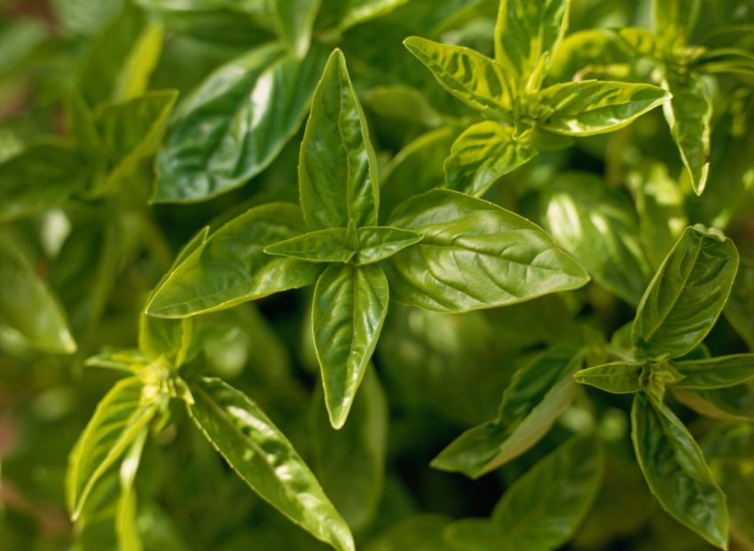 Лимонний базилік Лимонний базилік