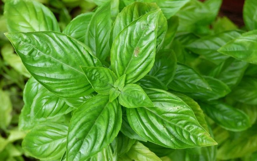 М'ятно-перчений базилік М'ятно-перчений базилік