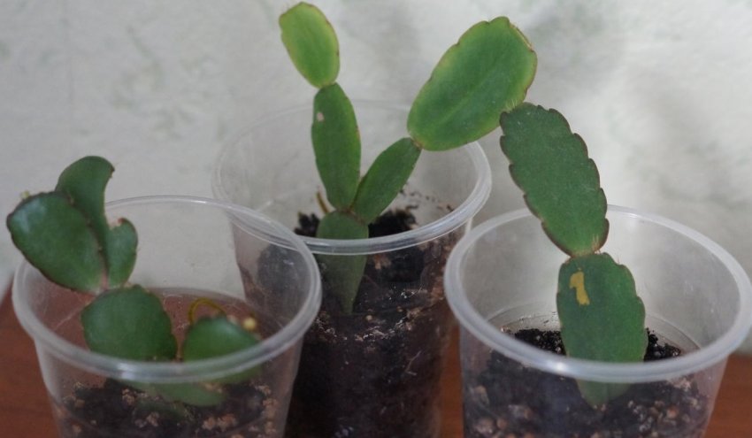 Розмноження живцями Розмноження живцями