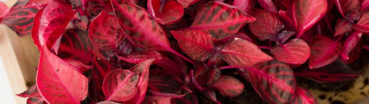 Ірезіне: догляд та вирощування в домашніх умовах