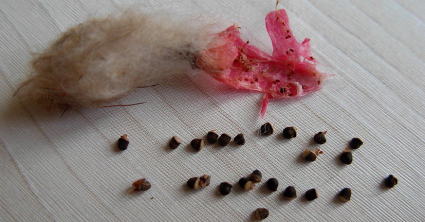 Розмноження насінням Розмноження насінням