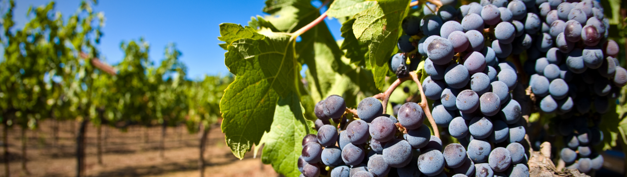 Обирайте вітчизняні фруктові дерева та лози