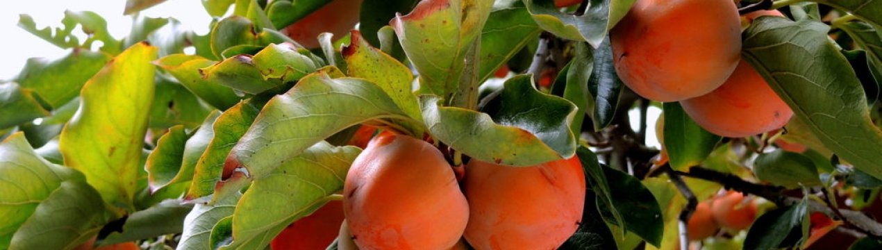 Попередження про появу білоокидника на деревах хурми у Валенсії