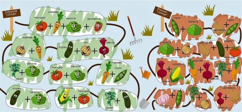 Які овочі можна садити поруч, а які ні? Які овочі можна садити поруч, а які ні?