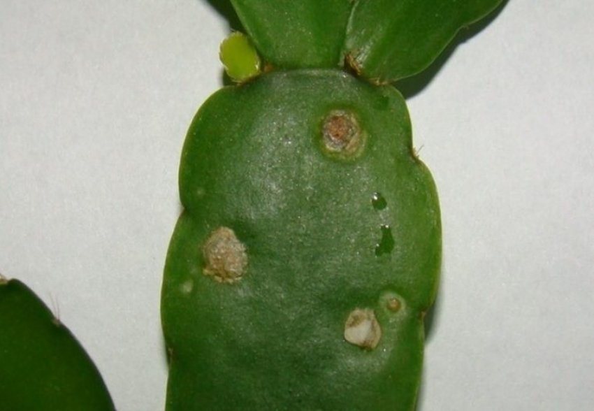 Фітофтороз Фітофтороз