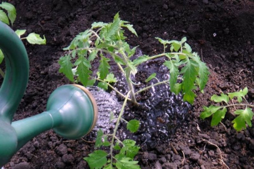 Полив томатів