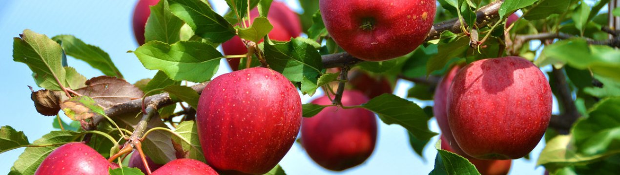 Яблуня: старі сорти для нових посадок