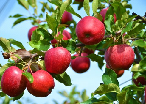 Яблуня: старі сорти для нових посадок