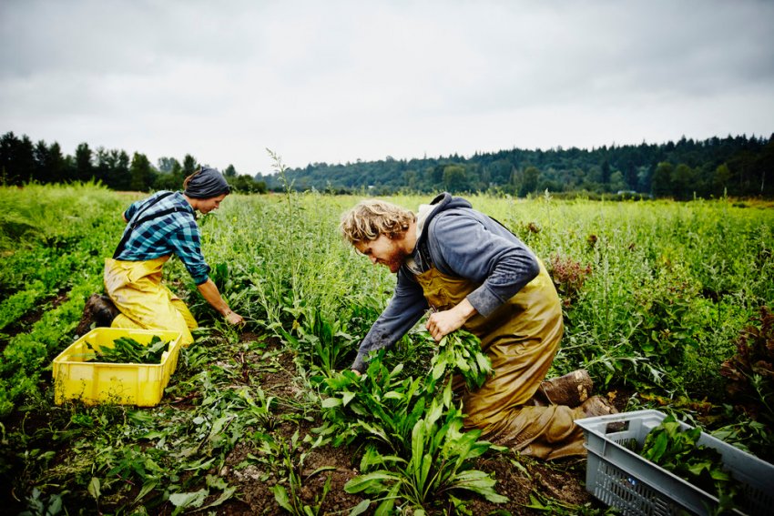 Потреби в ізоляції ускладнюють правила іноземної праці