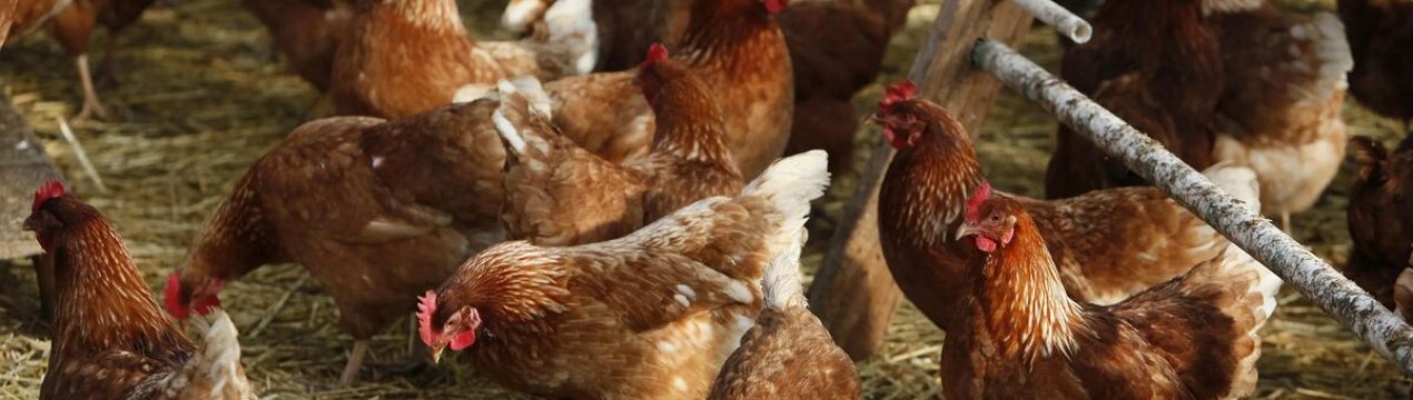 Птахоферма в Пустафельдваре підозрюється в наявності пташиного грипу