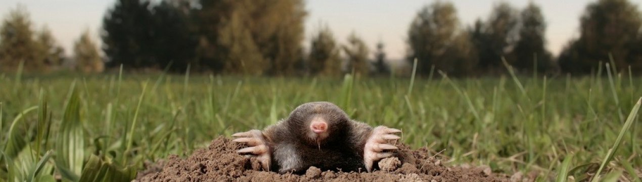 Як позбутися від кротів на ділянці