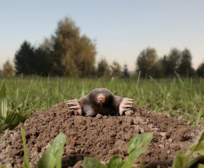 Як позбутися від кротів на ділянці