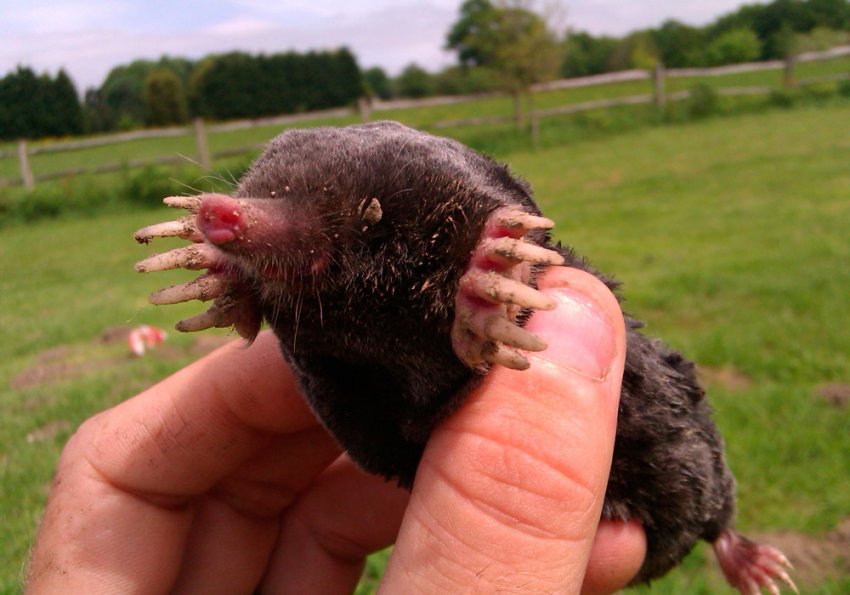 Як позбутися від кротів на ділянці